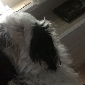 Meet your Posher, Misty